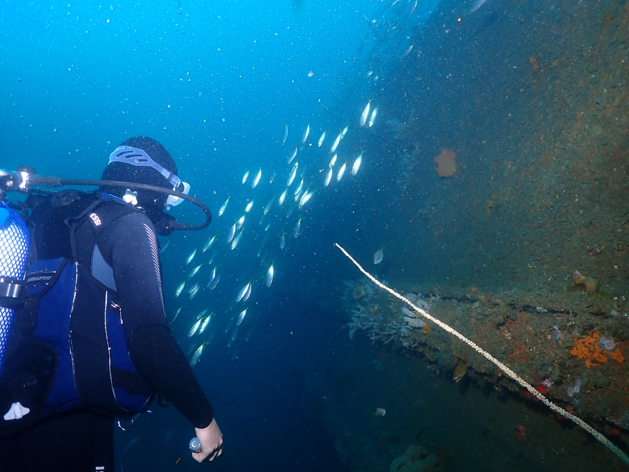 Home [scubahaven.com.au]