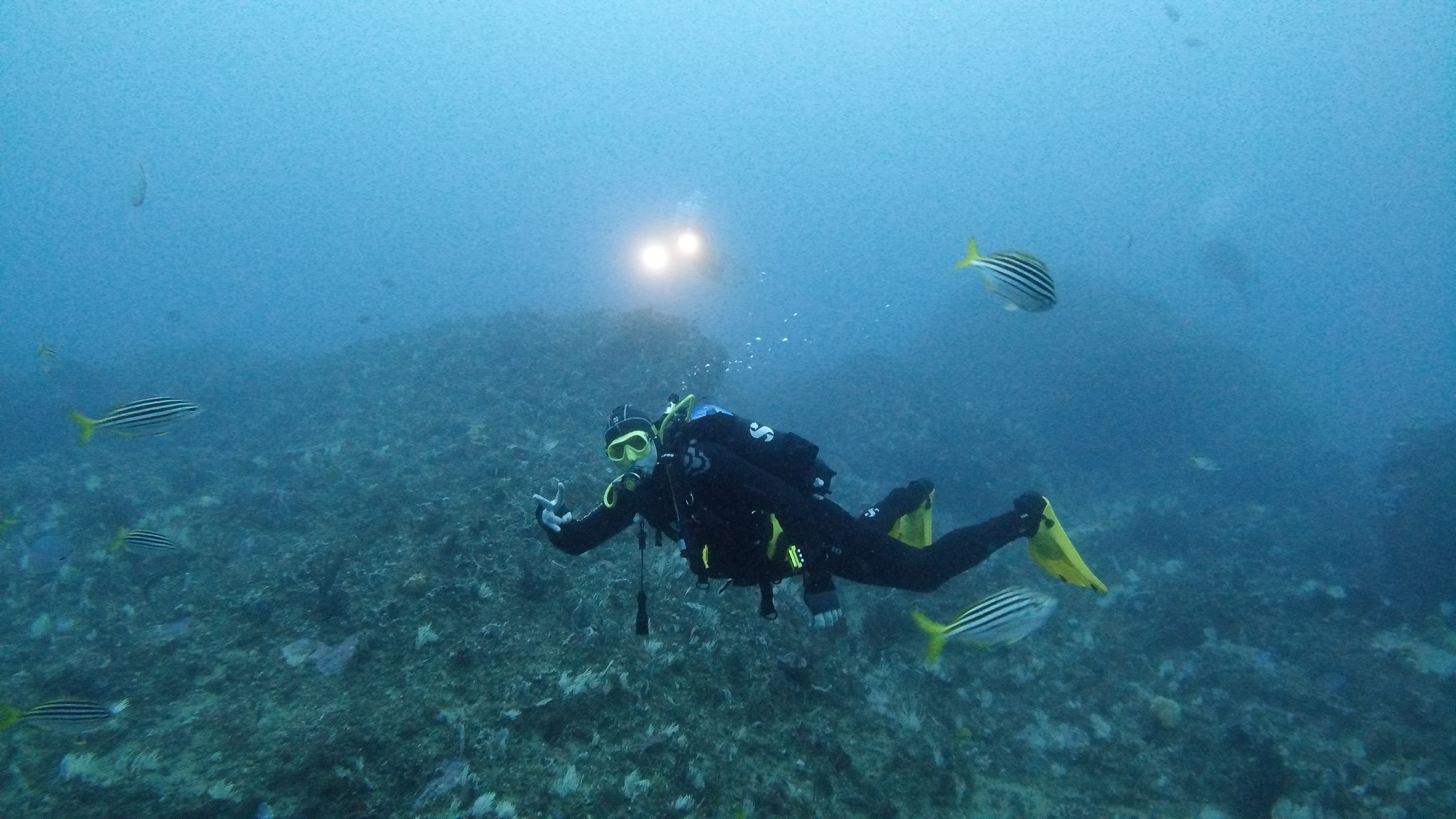 Home [scubahaven.com.au]